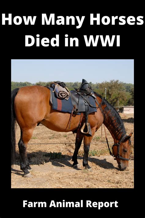 How Many Horses Were Killed In The M.